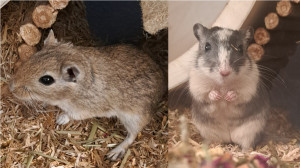 Preview Lilli & Milli: Duo