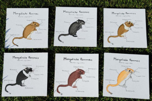 Preview Rennmaus Shop