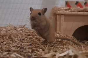 Preview Rennmäuse züchten/vermehren