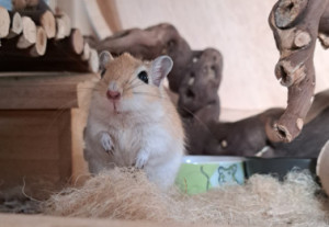 Preview Private Abgaben