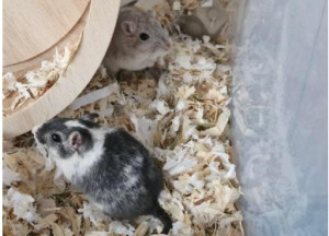 Preview Roxy & Mango