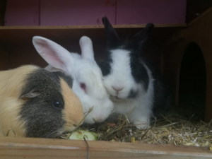 Preview Kaninchen und Meerschweinchen gemeinsam halten