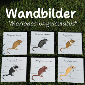 Preview Rennmaus Wandbilder