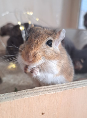 Preview Nüsse und Kerne für Rennmäuse